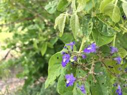 Image de Vitex pyramidata B. L. Rob.