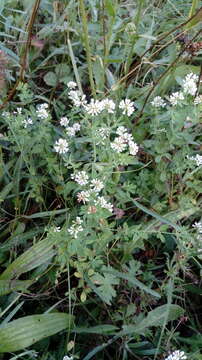 Image of Dorycnium graecum (L.) Ser.