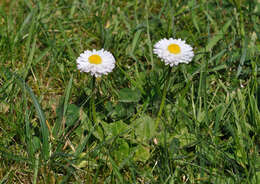 Image of Daisy