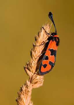 Image of Zygaena fausta Linnaeus 1767