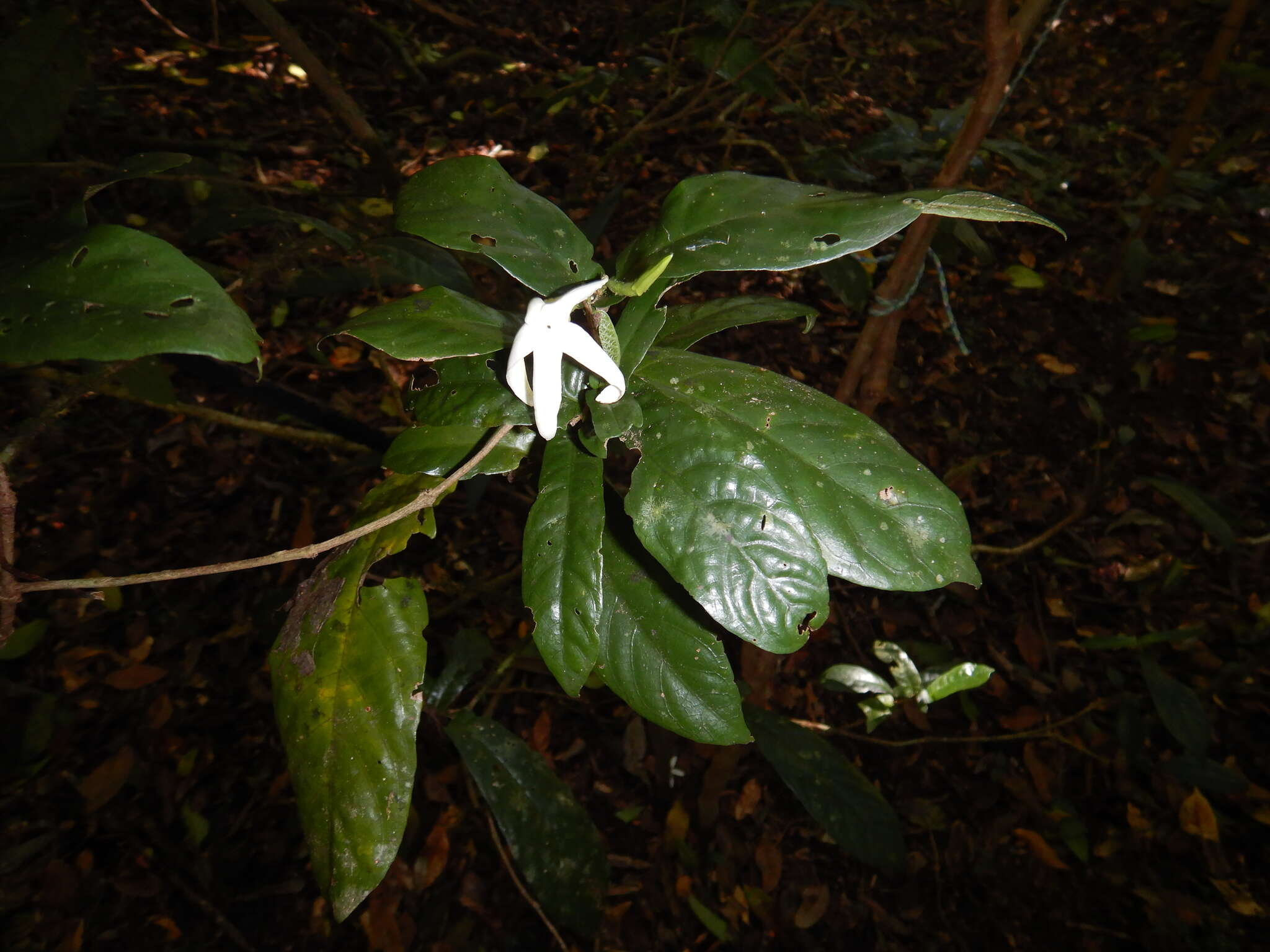 Image of Mountain gardenia