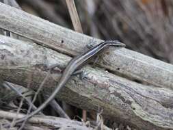 Image of Copper-tailed Skink