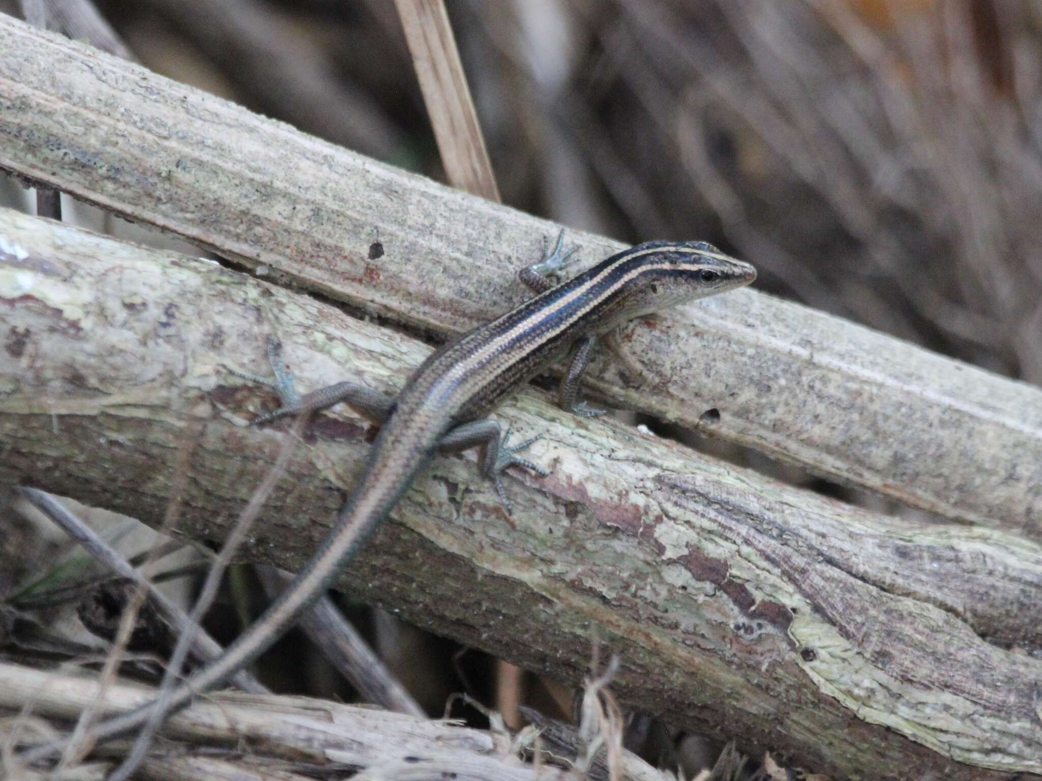 Image of Copper-tailed Skink