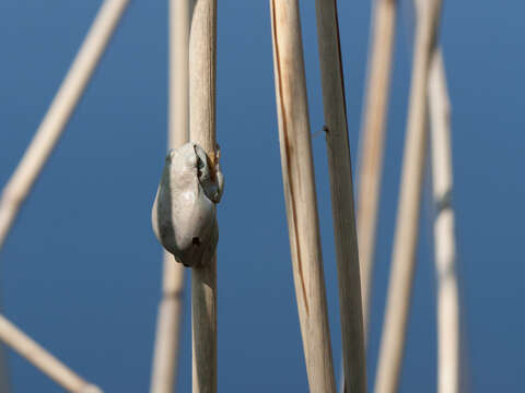 Image of Common tree frog