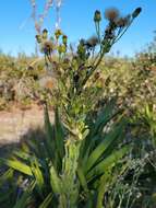 Image of Chrysopsis floridana var. highlandsensis (De Laney & Wunderlin) D. B. Ward