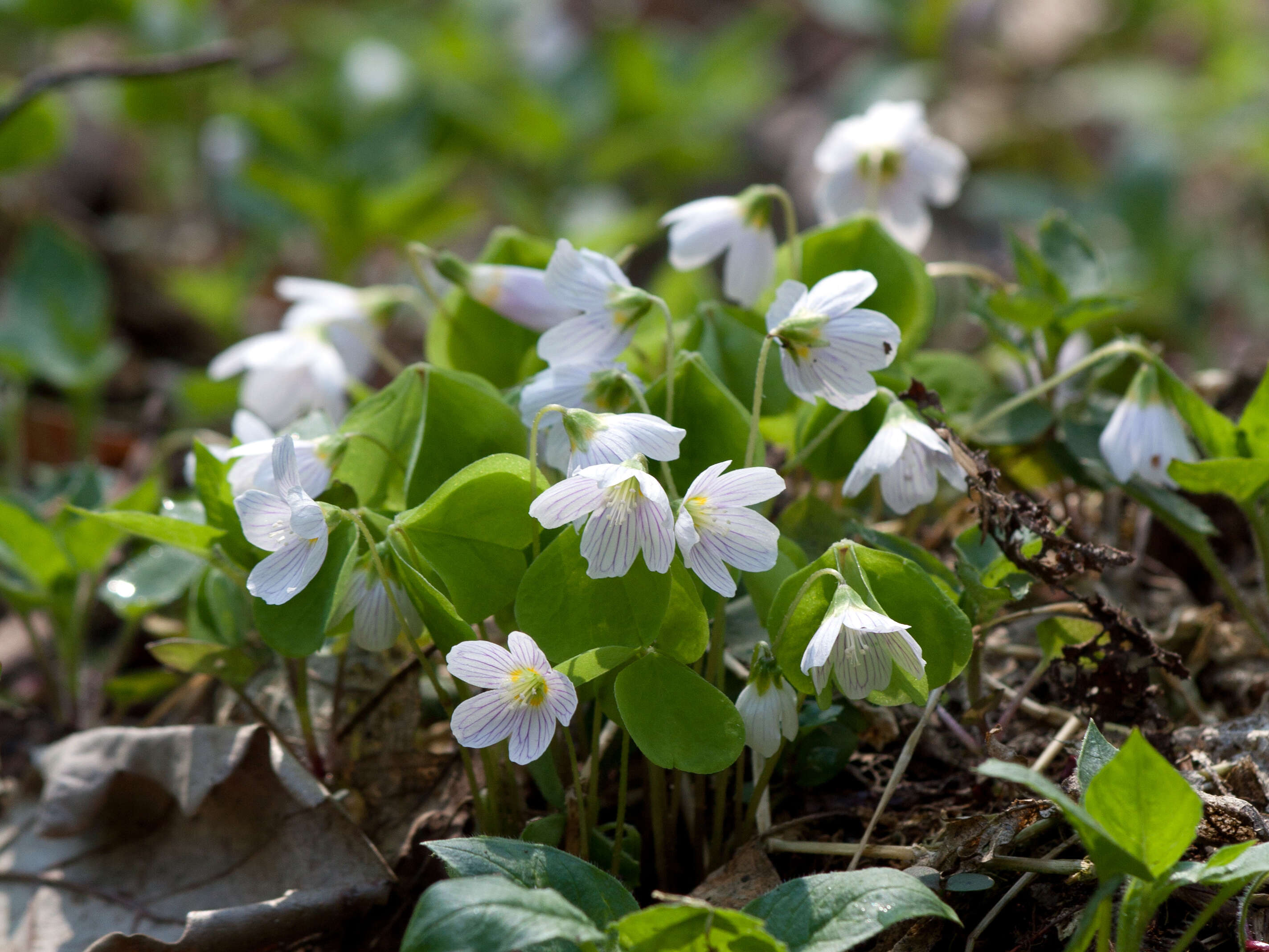 Imagem de Oxalis acetosella L.