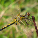 Celithemis ornata (Rambur 1842) resmi