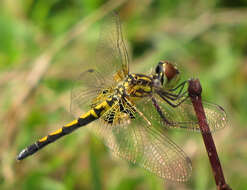 Слика од Celithemis ornata (Rambur 1842)