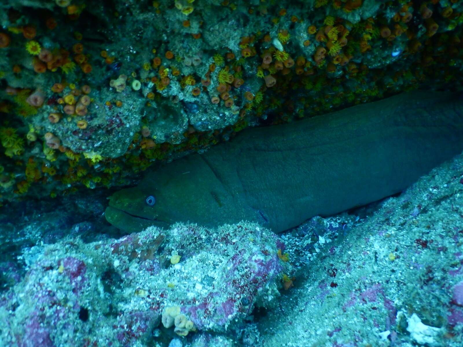 Image of Chestnut moray