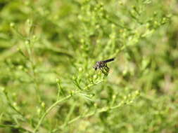 Image of Heteropogon macerinus (Walker 1849)