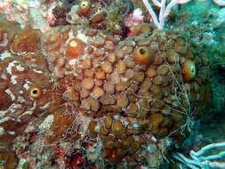 Image of green boring sponge