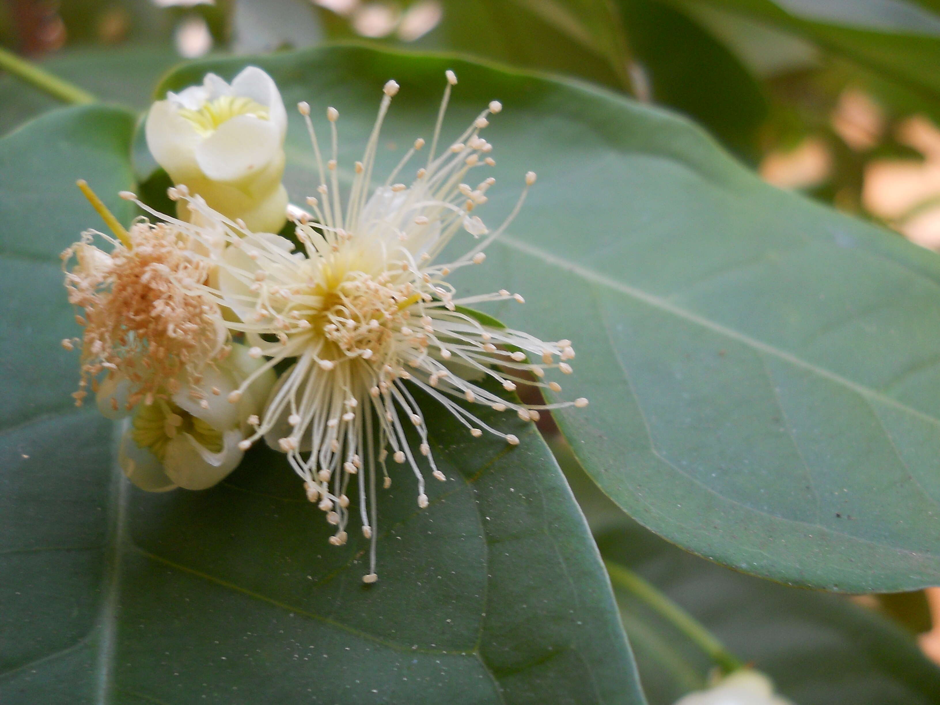 Imagem de Syzygium samarangense (Bl.) Merr. & L. M. Perry