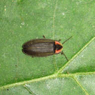 Image of Winter Firefly