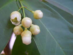 Слика од Syzygium samarangense (Bl.) Merr. & L. M. Perry