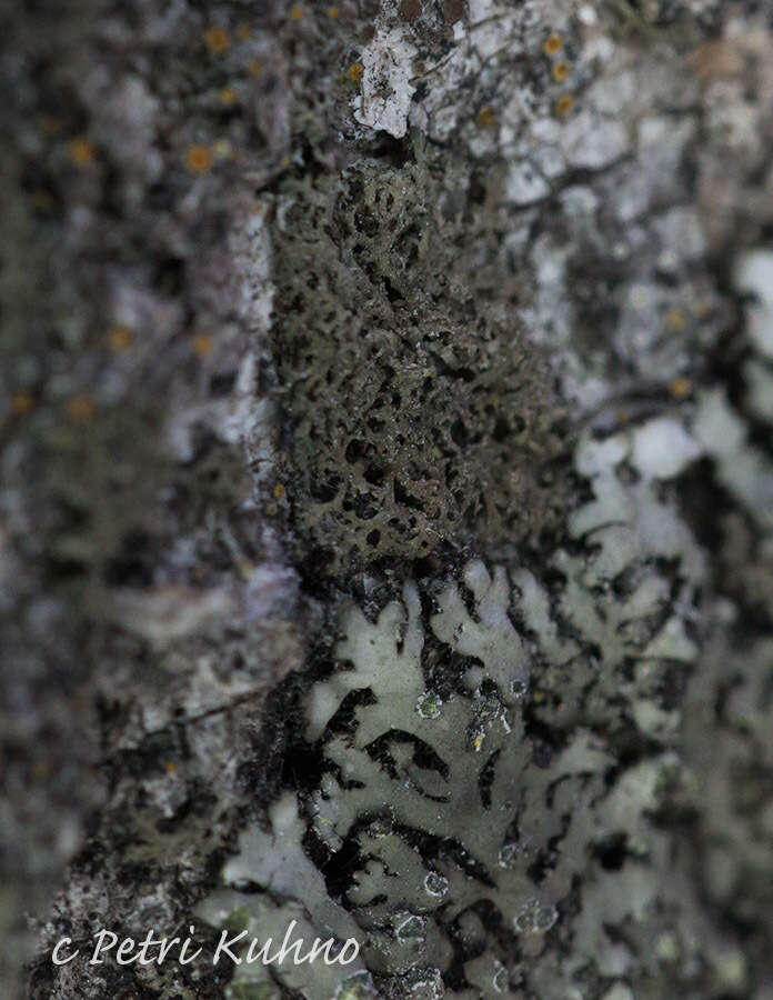 Image of wreath lichen