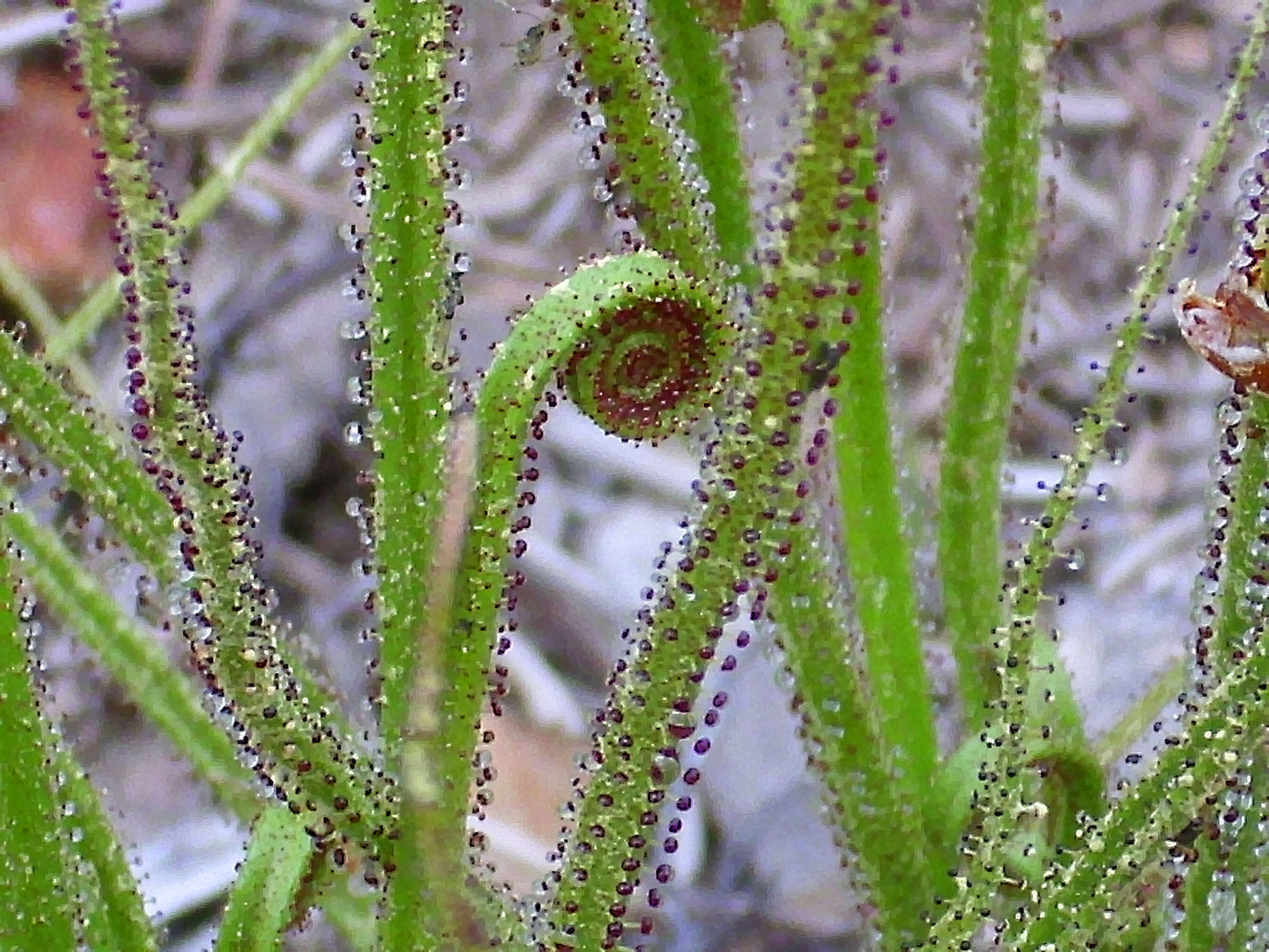 Image of Drosophyllaceae