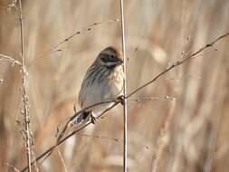 Image of Northern Reed Bunting