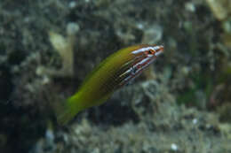 Image of Axil spot wrasse