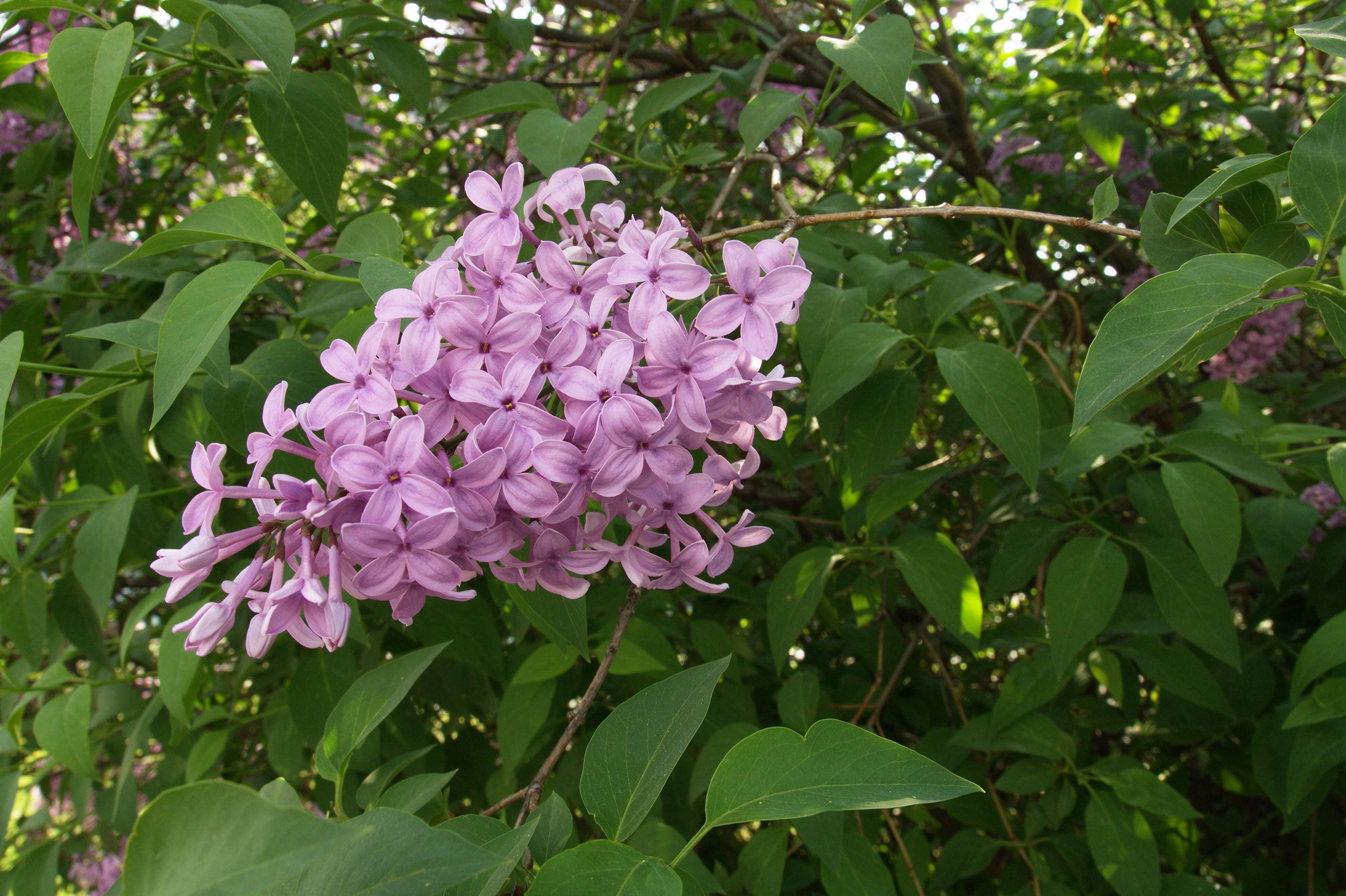 Image of Syringa oblata Lindl.