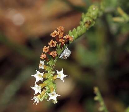 Imagem de Heliotropium ciliatum Kaplan