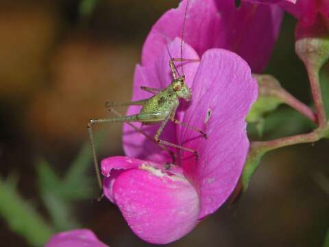 Image of Mediterranean Katydid