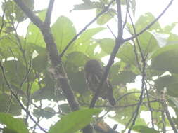 Image of Andean Pygmy Owl