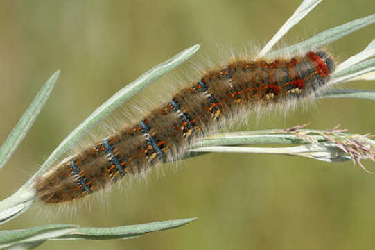 Image of Lasiocampa eversmanni Eversmann 1843