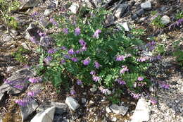 Image of Hedysarum branthii Trautv. & C. A. Mey.