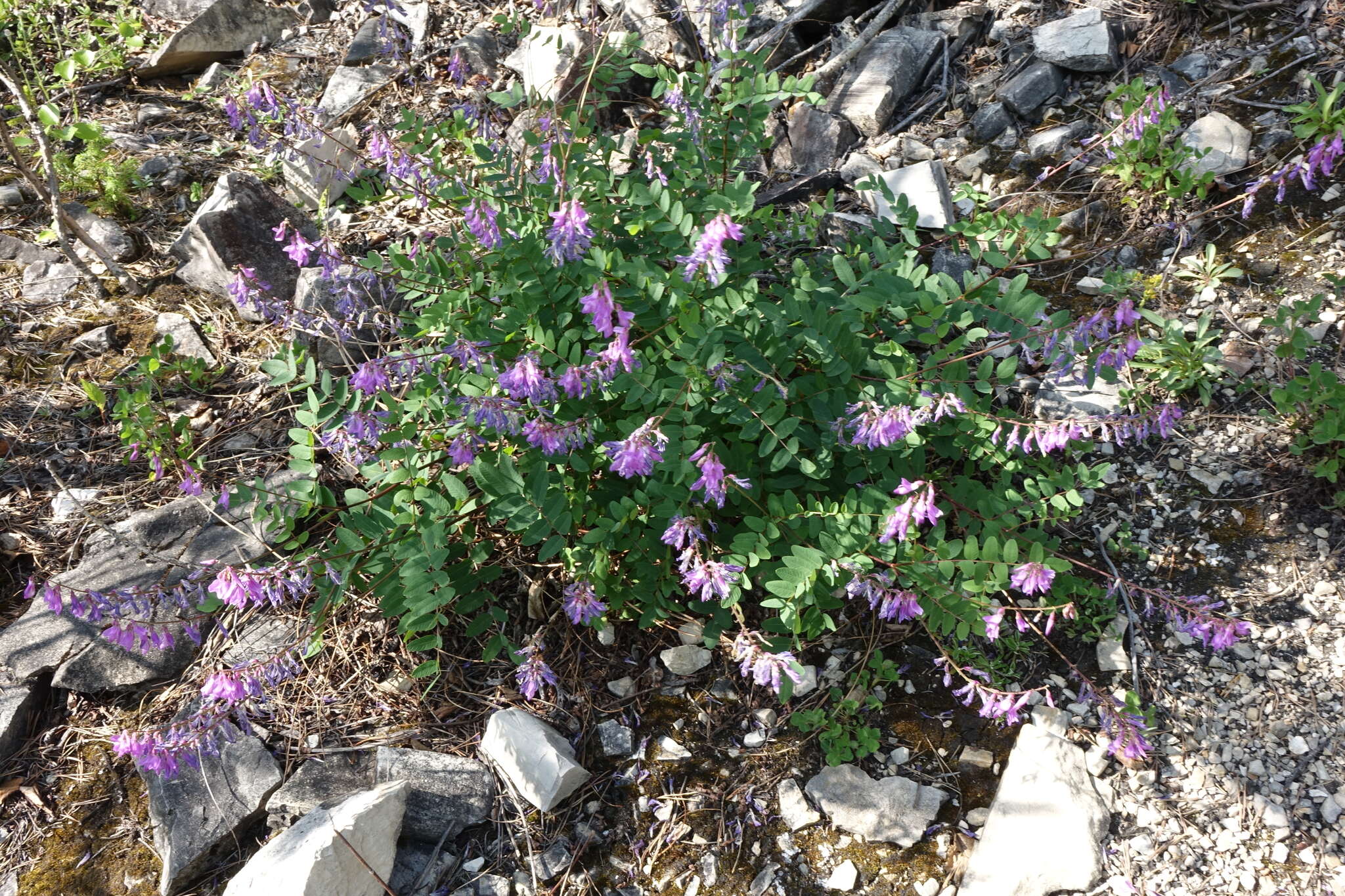 Plancia ëd Hedysarum branthii Trautv. & C. A. Mey.