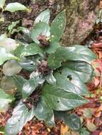 Image of Barleria glandulostamina I. Darbysh.