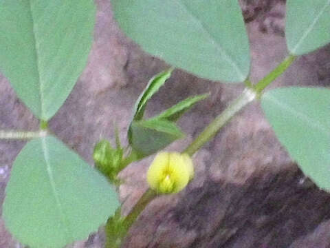 Image of blackdisk medick