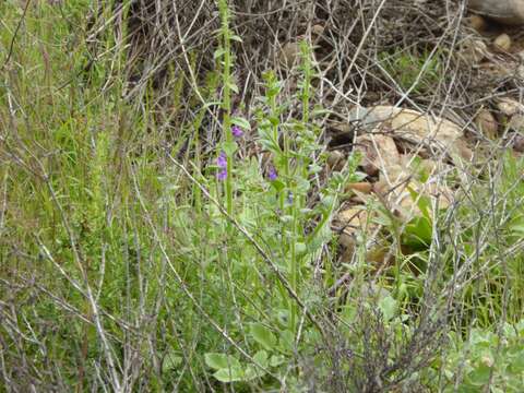 Image of lesser snapdragon