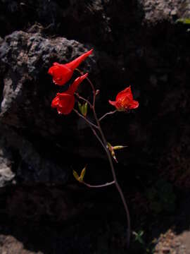 裸茎翠雀花的圖片