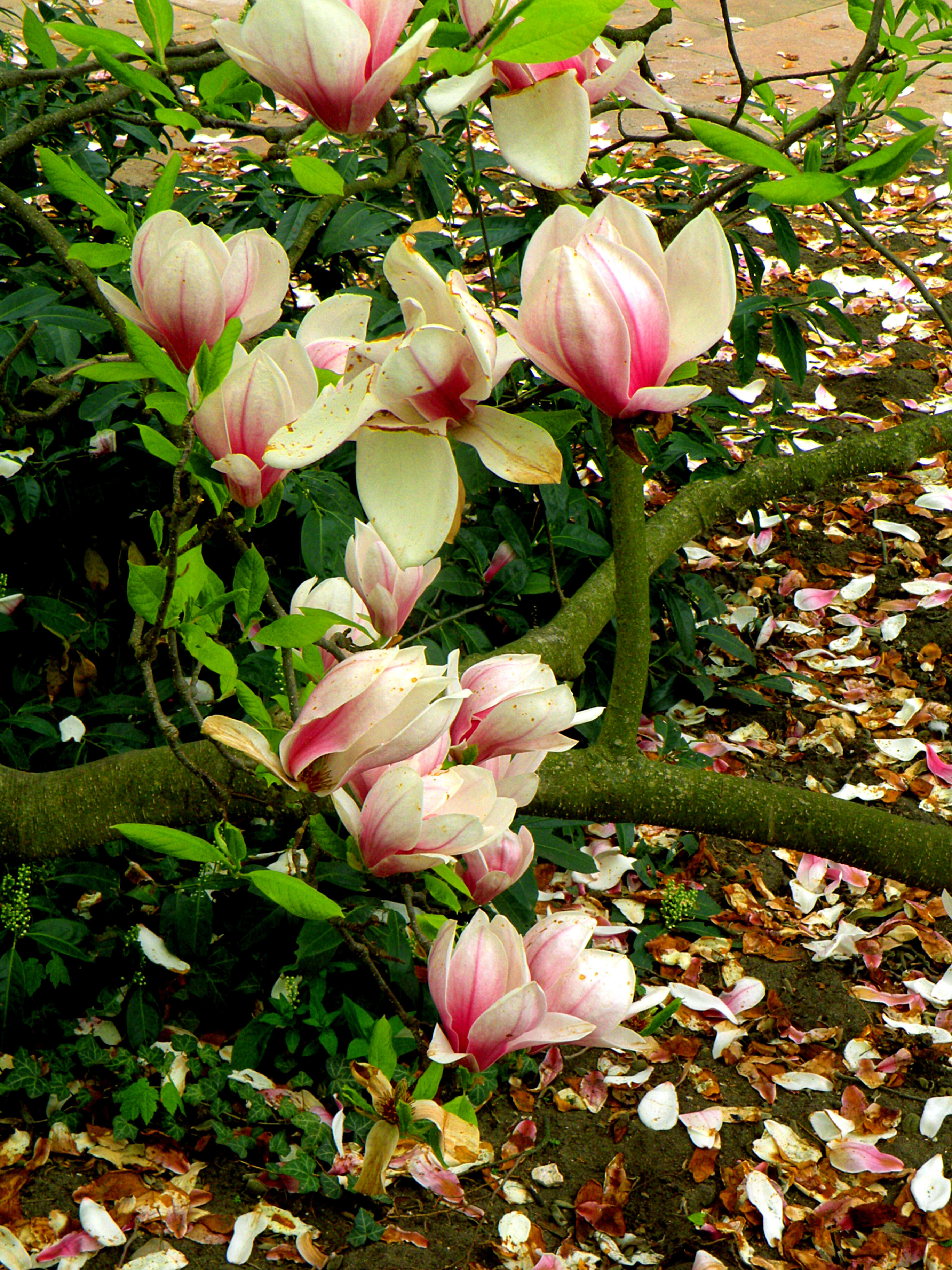 Image of Saucer magnolia