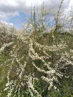 Image de Tamarix africana Poir.