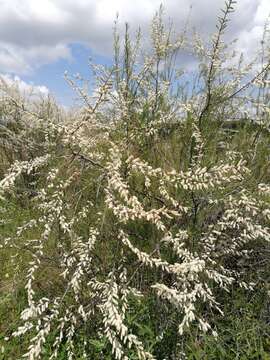 Image of African tamarisk