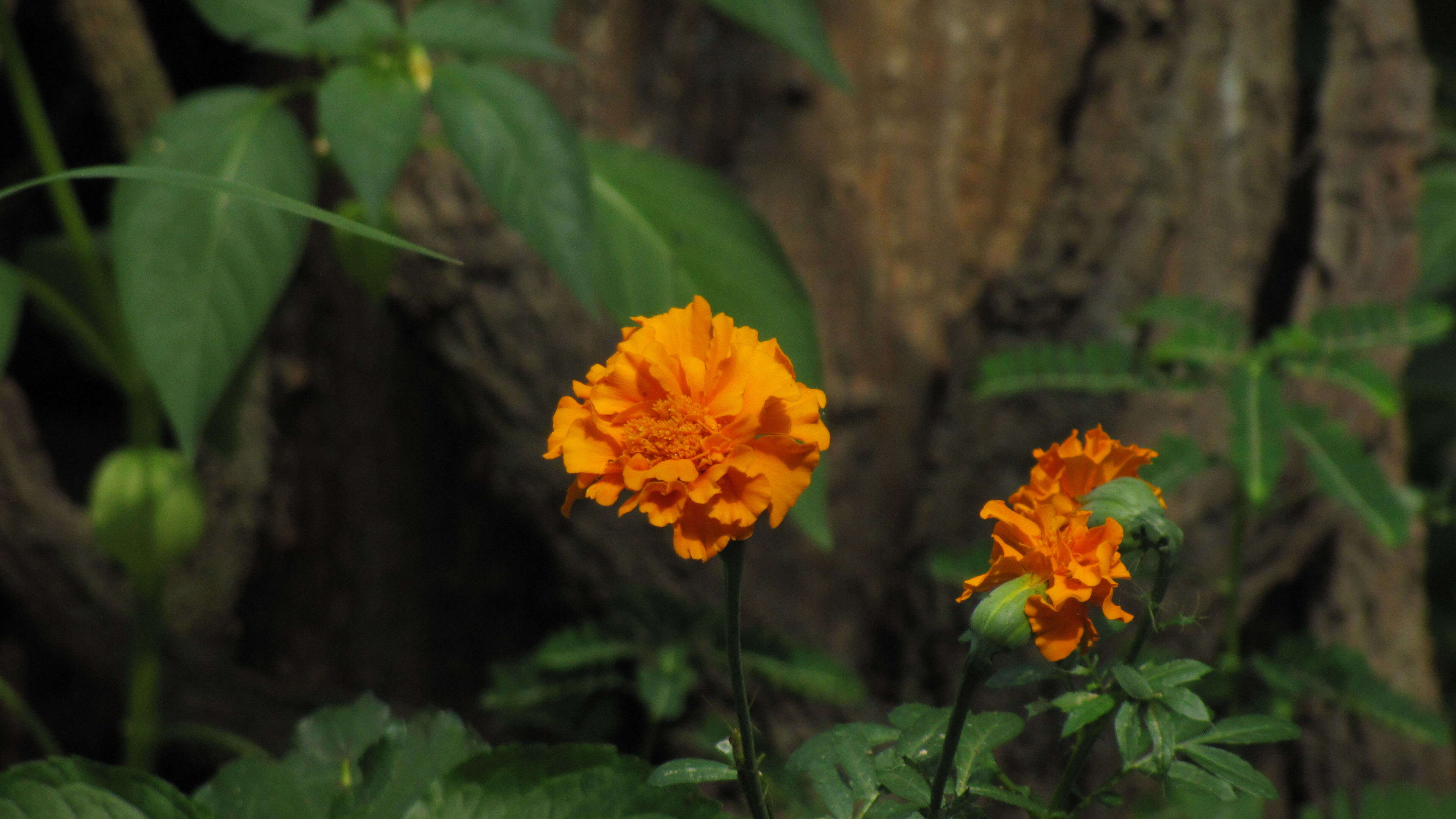 Image of French marigold