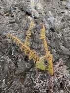 Polystichum haleakalense Brack.的圖片