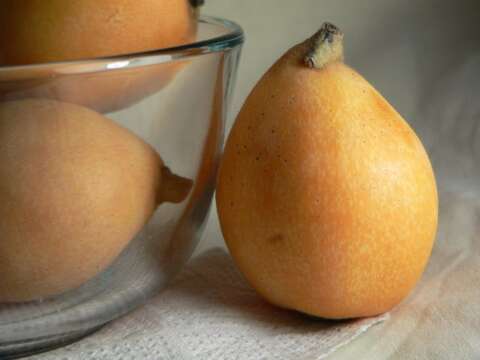 Image of loquat