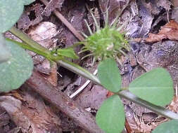 Image of blackdisk medick