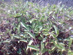 Image de Aristolochia indica L.