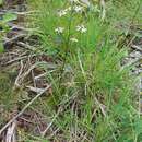 Image de Symphyotrichum ciliolatum (Lindl.) A. Löve & D. Löve