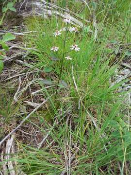 Image de Symphyotrichum ciliolatum (Lindl.) A. Löve & D. Löve