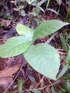 Imagem de Baliospermum solanifolium (Burm.) Suresh