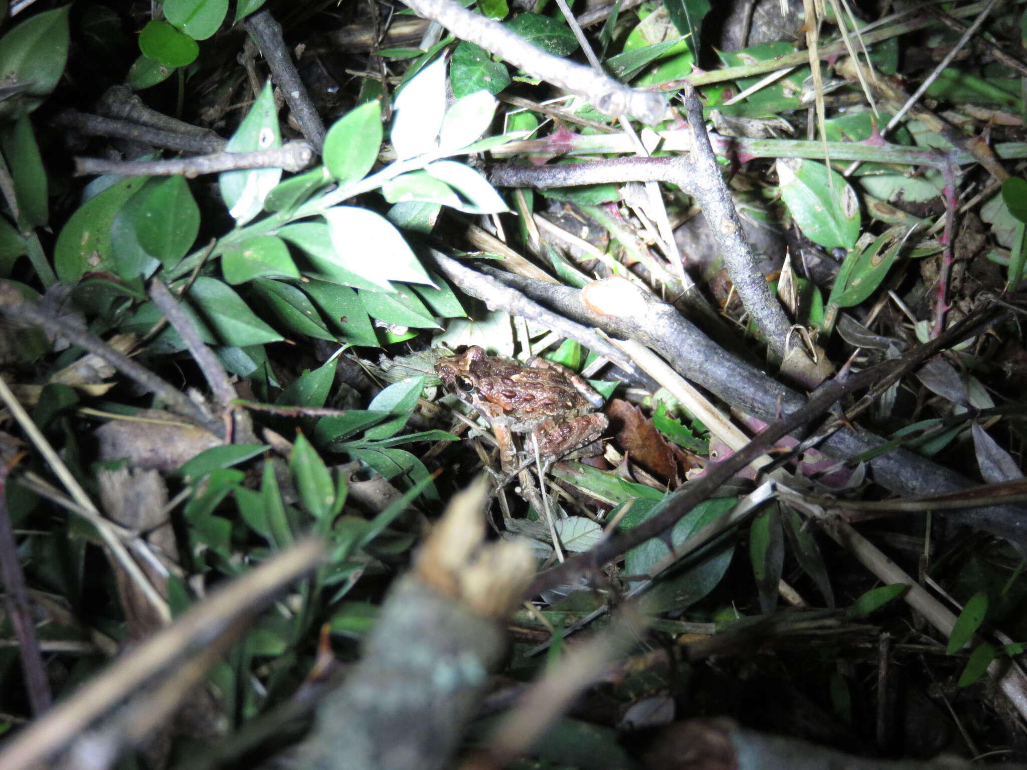 Image of Tyrrhenian Painted Frog