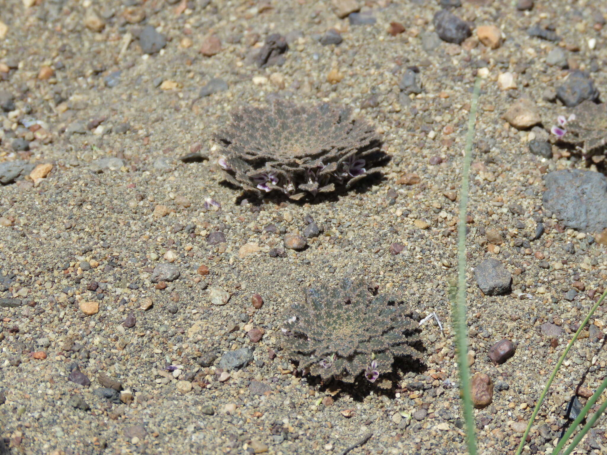 Image of Viola tectiflora W. Becker