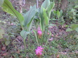 Image de Curcuma aromatica Salisb.