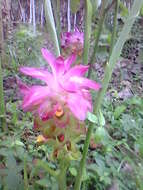 Image de Curcuma aromatica Salisb.