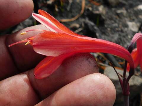 Cyrtanthus ventricosus Willd. resmi