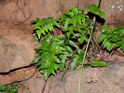 Adiantum petiolatum Desv.的圖片